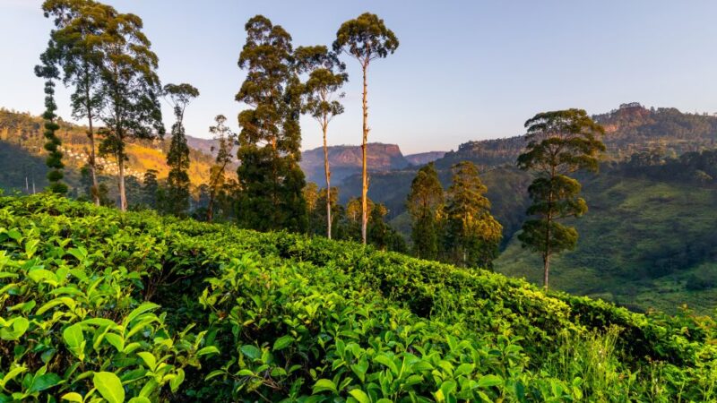 Tea Trail of Nuwara Eliya - Visitor Recommendations and Restrictions