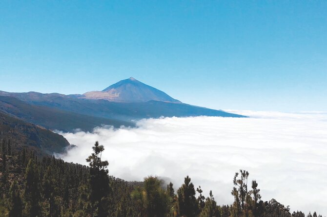 Teide National Park Tour - Diverse Flora and Fauna