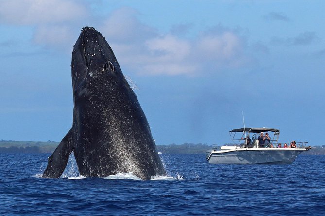 The Best 8 Am 1.5 Hour Whale Watching Tour - Why Choose This Tour for Whale Watching