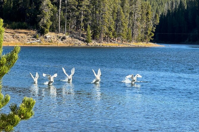 The Full Two Day Private Yellowstone Day Trips Review - Highlights From Day 2