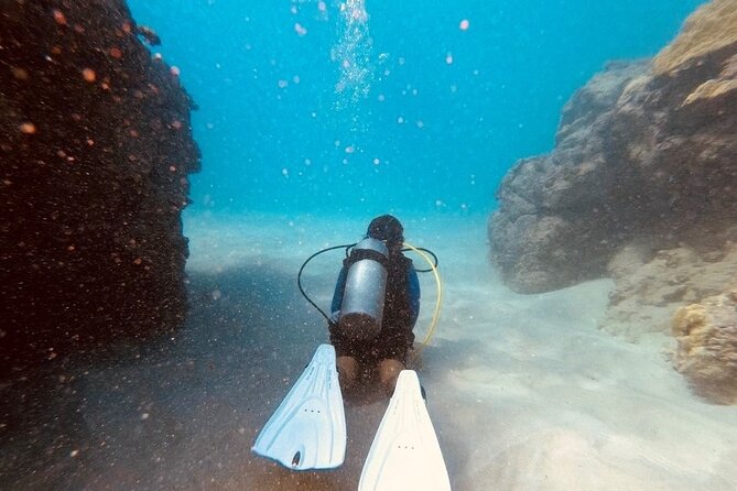 The Original Tiger Shark Challenge - Tips for a Successful Adventure