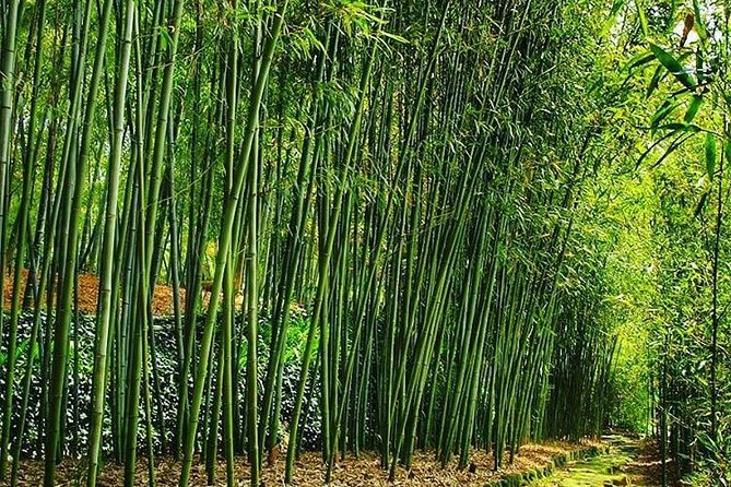 Tour by Car With a Kyoto Native Away off Touristy｜A Local Show You Secret Places - Pricing and Booking