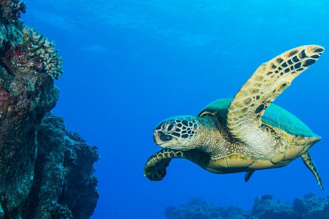 Try Scuba Diving on Kaua'i Review - Highlights From Traveler Reviews