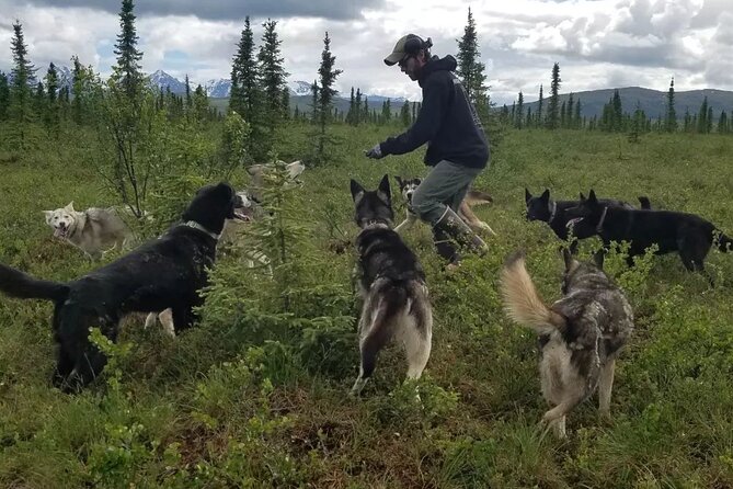 Tundra Walk With Free Running Sled Dogs - Reviews and Feedback
