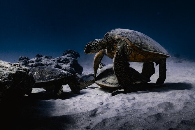 Turtle Canyon Snorkel Tour - Recommendations