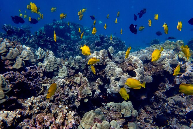Turtle Town Beach Snorkel - Tour Schedule and Duration