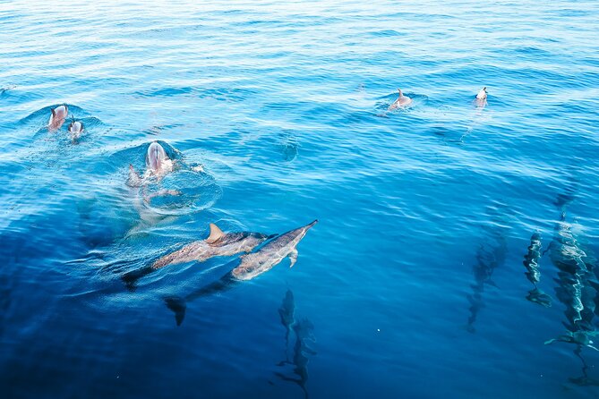 Ultimate Kona Dolphin Watch Review - Snorkeling Experience