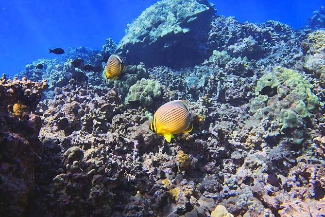Unlimited Guided Snorkeling Tour Review - Snorkeling Experience