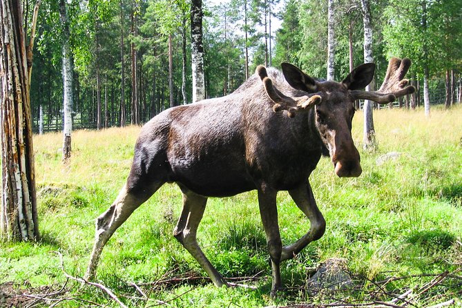 Visit Ranua Arctic Wildlife Park - Reviews From Visitors