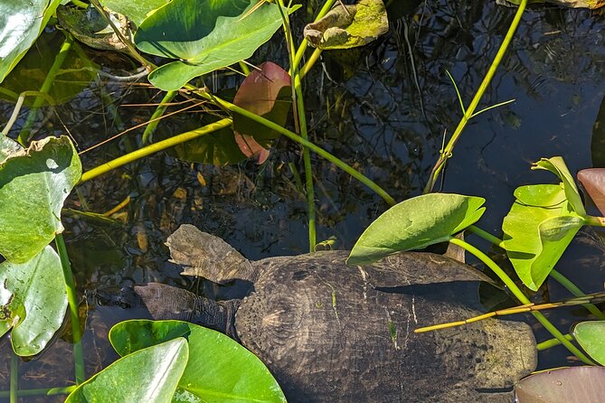 Visit the Everglades in French With Transfer and 1 Hour 30 Minutes Airboat - Accessibility Options for Travelers
