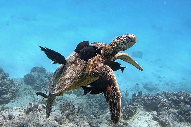 Waikiki Turtle Snorkeling Tour - Inclusion and Exclusions