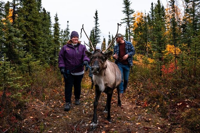 Walking With Reindeer Experience Review - The Sum Up
