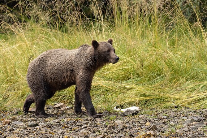 Waterfall Creek Brown Bear Viewing Review - The Sum Up