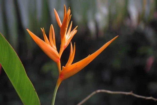 Waterfall, Rainforest, Chocolate Tour, Historical Sites, Private - Historical and Cultural Insights