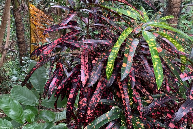 Welchman Hall Gully, Hunte's Garden and Peg Farm Family Day - Reviews and Experiences