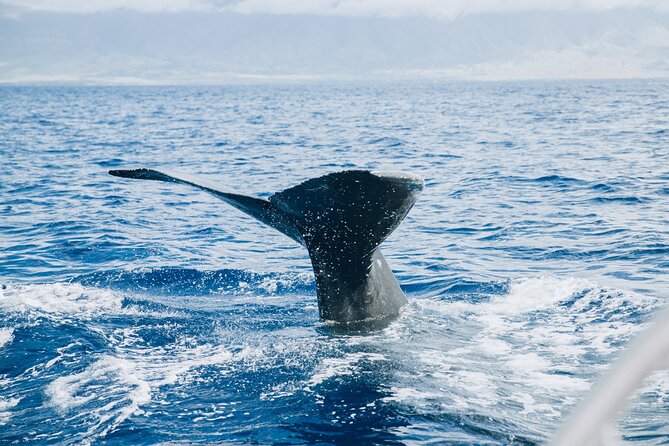 West Maui Snorkel & Sail From Maalaea Harbor - Exploring Vibrant Coral Reefs