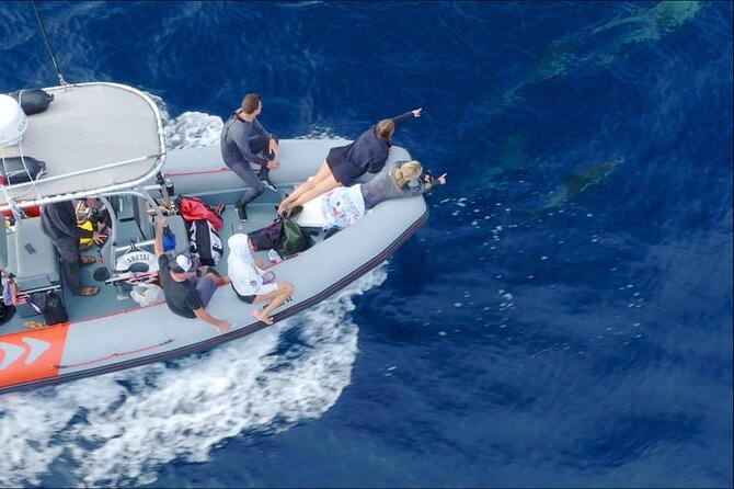 Whale and Dolphin Watching Speedboat Tour Review - Recommendations