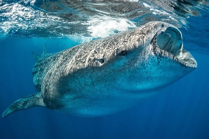 Whale Shark From Cancun, Riviera Maya and Tulum All Inclusive - Additional Activities in Isla Mujeres