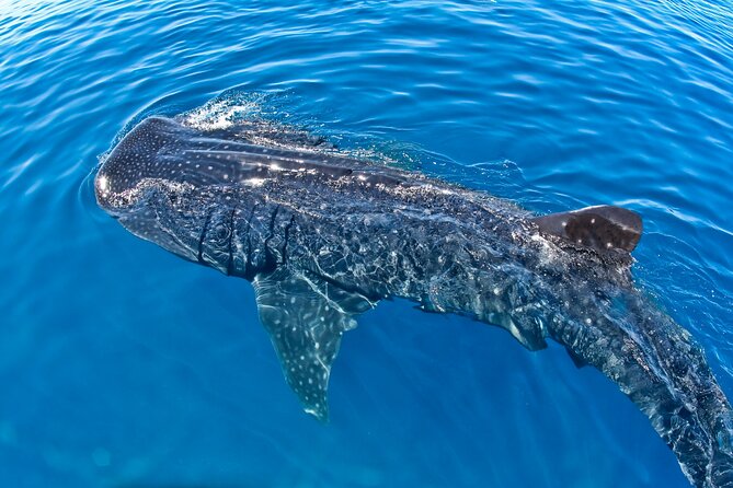 Whale Shark Swim Adventure SMALL GROUP From Cancun - Tips for Your Adventure