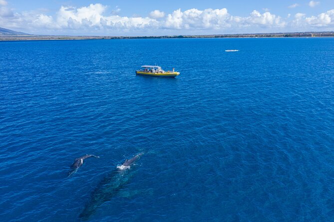 Whale Watch Adventure Aboard Mauis Only Luxury Super Raft - Convenient Meeting and Pickup Details