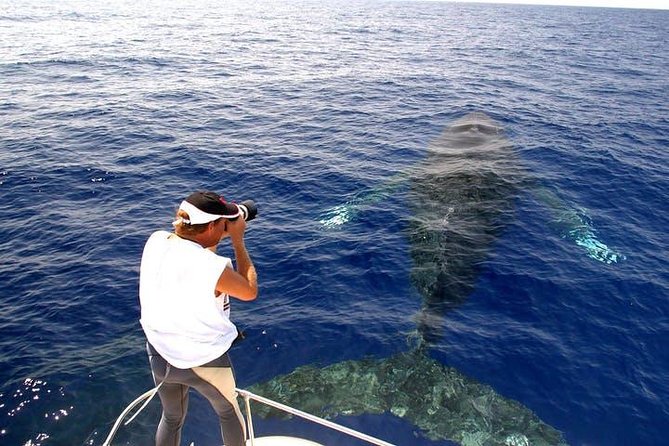 Whale Watch Excursion From the Big Island - Getting to the Whale Watch Excursion