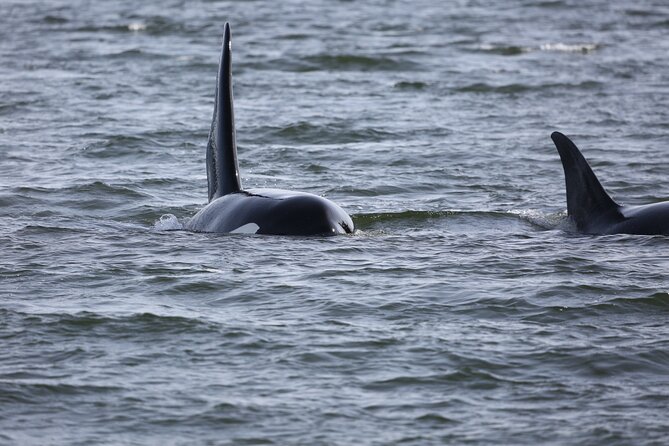 Whale Watching + Deception Pass Tour Review - Accessibility and Health Considerations