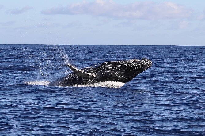 Whale Watching Expedition on Kauai - Booking Details