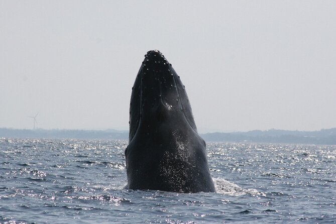 Whale Watching in Okinawa - Tips for an Enjoyable Whale Watching Adventure