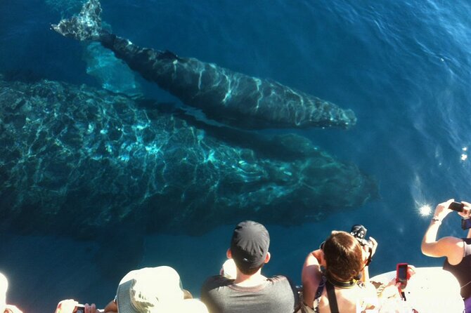 Whalewatch Deluxe Tour From Maalaea Harbor - Meeting and Departure Information