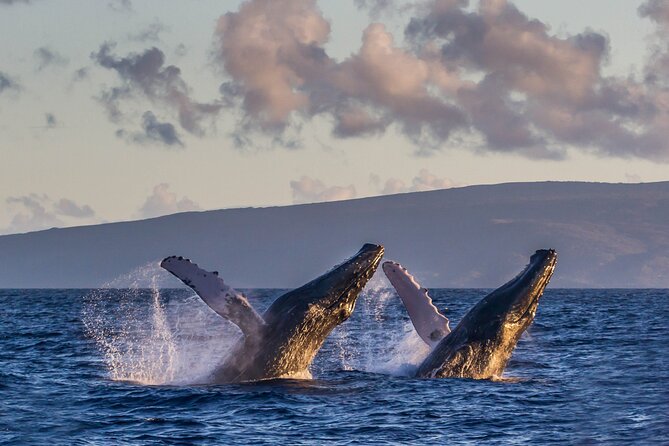 Whalewatch Sail Deluxe Tour From Maaleae - Traveler Feedback and Recommendations