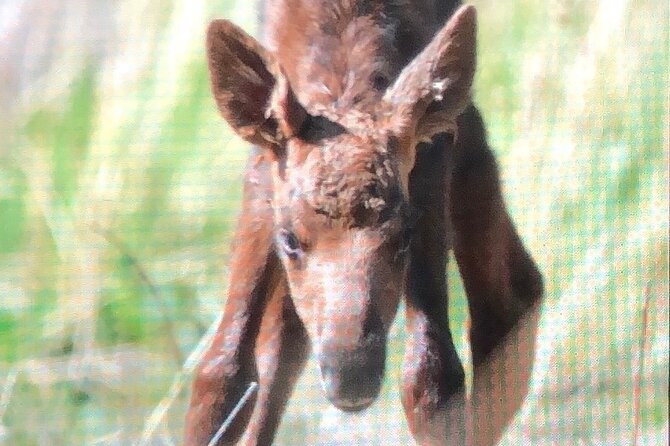 Wildlife Walking Half-Day Tour Review - Frequently Asked Questions