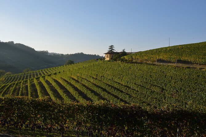 Wine & Chocolate Tour and Tasting in Alba Area - Barolo Wine Experience