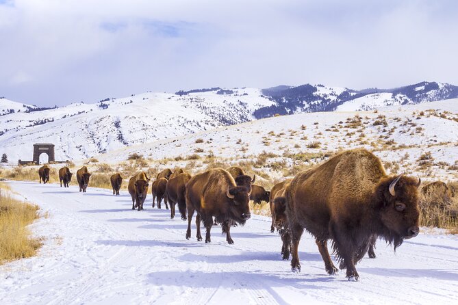 Winter Wildlife Safari Review: Experience Yellowstone's Wonders - Booking and Logistics