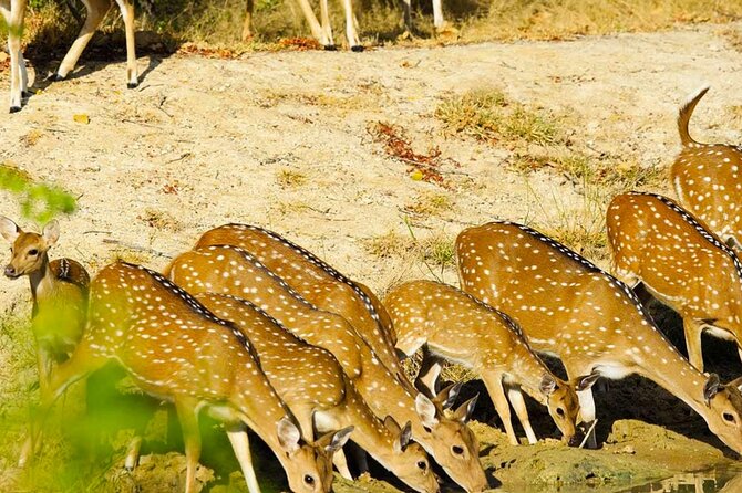 Yala National Park Private Jeep Safari From Colombo & Negombo - Customer Experiences and Reviews