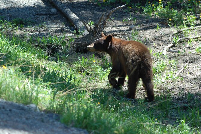 Yellowstone Lower (Southern) Loop Tour - Considerations for the Tour