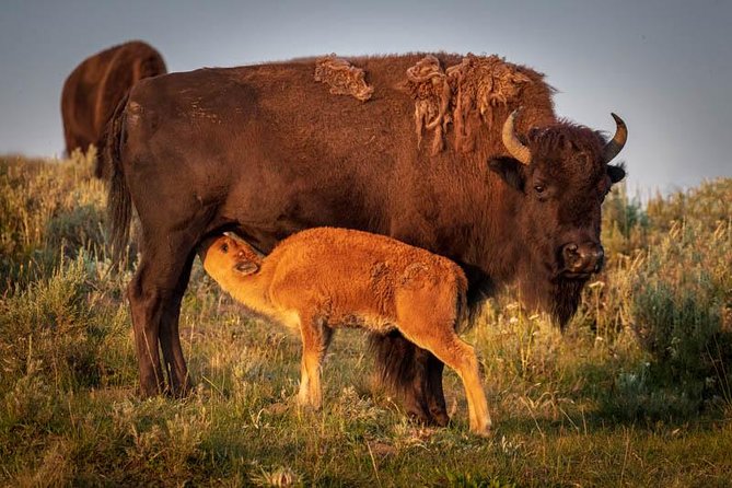 Yellowstone National Park Group Tour - Exploring Yellowstones Lower Loop Attractions