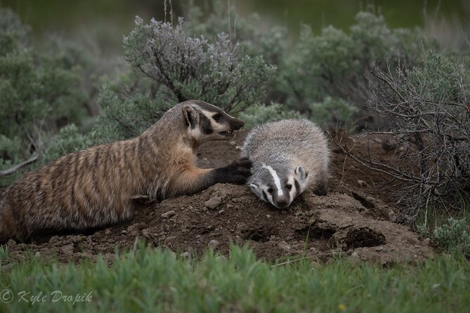 Yellowstone National Park Private Wildlife Tour - Wildlife Sightings