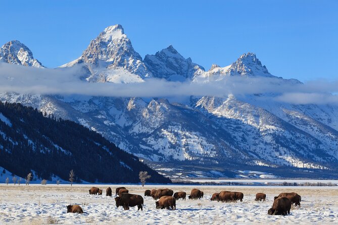 Yellowstone Snowshoe Adventure - Private Tour From Jackson Hole - Suitability and Accessibility