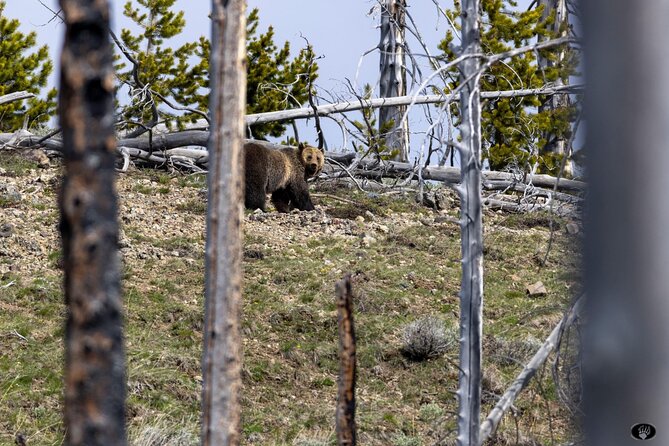 Yellowstone Wildlife and Photo Tours "Upper Loop" Tour From Cody - Exploring Yellowstones Wonders
