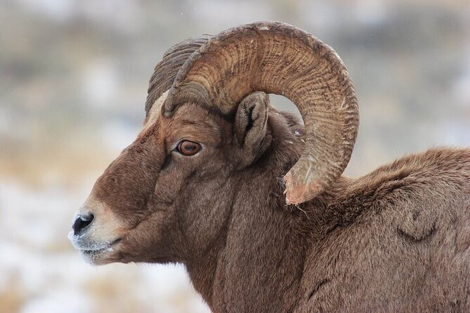 Yellowstone Winter Wildlife Safari From Gardiner - Pricing and Cancellation Policy