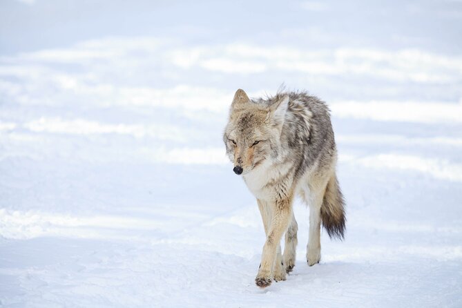 Yellowstone Winter Wildlife Safari From Paradise Valley - Age and Accessibility Considerations