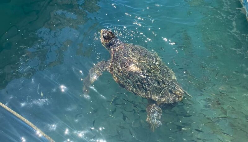 Zakynthos: Turtle Island, Cameo and Keri Caves + Transport - Scenic Swimming and Rock Formations