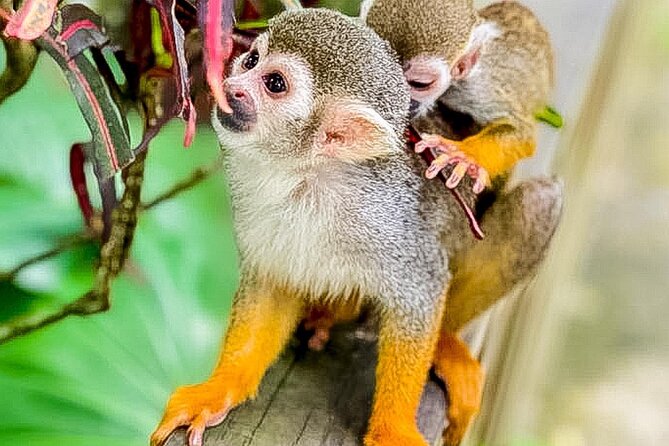 Ziplines Jungle Day Combo Tour - Pricing and Booking