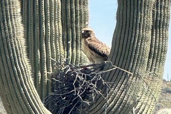 1-2 Hour Sonoran Desert Private Guided Hiking Tour - Convenient Tour Logistics