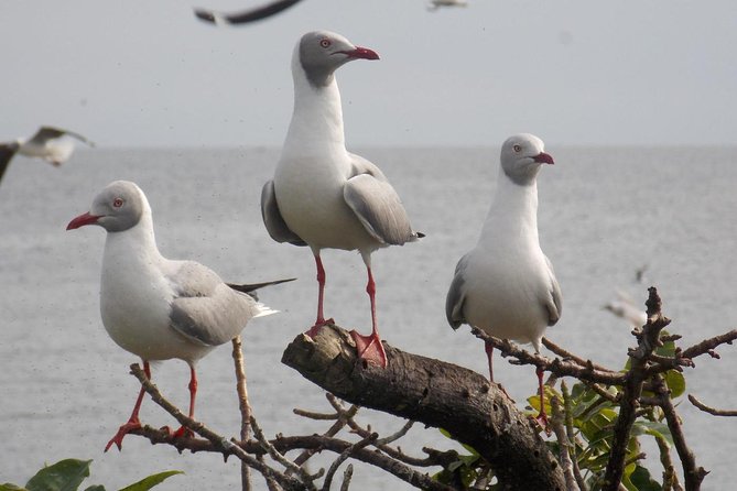 1 Day Mabamba (Shoebill) Bird Watching Tour - Shoebill & Canoe Tour - Frequently Asked Questions