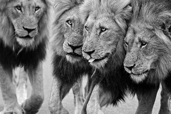1 Day Skukuza Wildlife Photographic Safari - Kruger National Park - Frequently Asked Questions