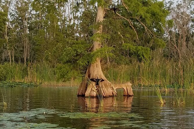 1 Hour Historical Wildlife Tour of The Famous Chain of Lakes - Wildlife Spotting Opportunities