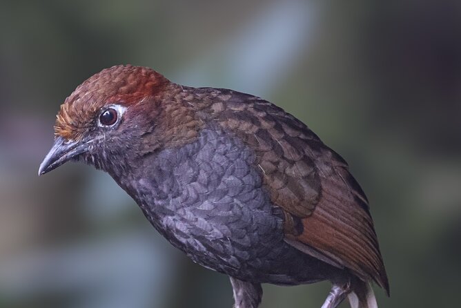 10 Days Birding Photo Tour From Andes to Amazon of Ecuador - Pricing and Booking Information