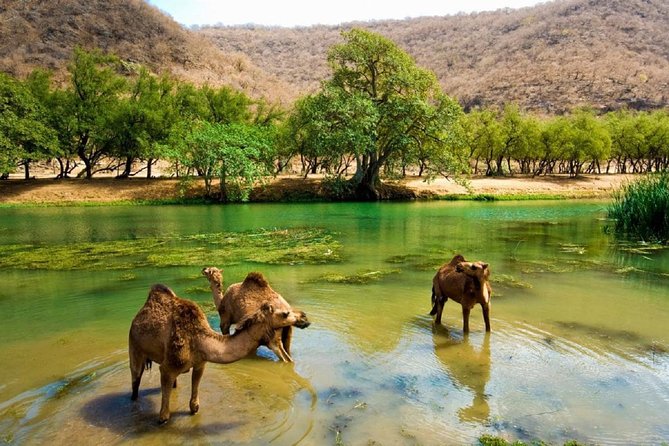 11 Days Tour Muscat and Salalah - Pricing Details