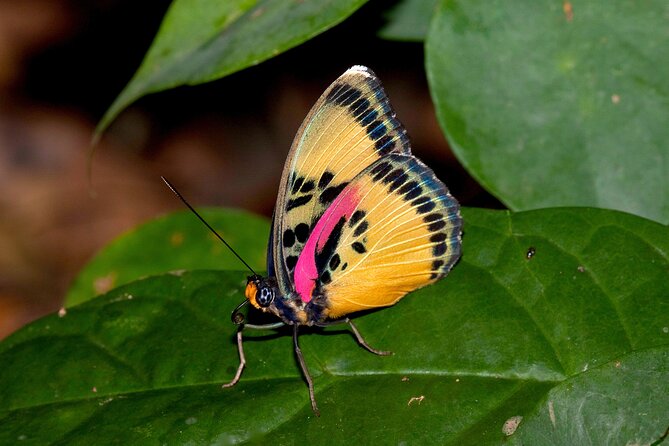 14 Day Ghana Butterfly Tour - Support and Guidance